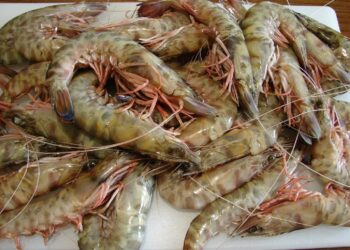 Διαδικασίες για αναγνώριση της γαρίδας και της σαρδέλας Αμβρακικού ως προϊόν Π.Ο.Π.