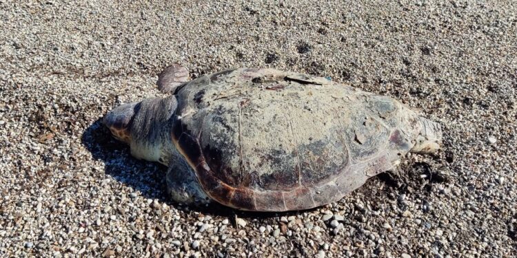 Νεκρή χελώνα caretta – caretta στη παραλία του λιμανιού του Μύτικα (φωτο)