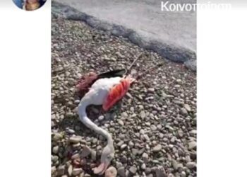 Απίστευτες εικόνες στο Μεσολόγγι, φλαμίνγκο νεκρά στο δρόμο της Τουρλίδας (video)