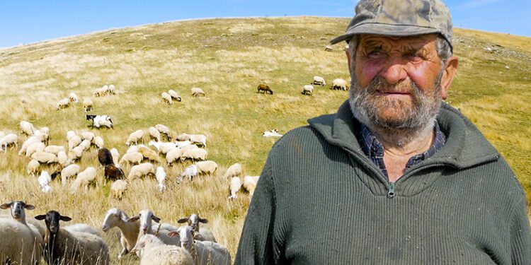 Βελούχι Ευρυτανίας: Ο μοναχικός βοσκός και το κοπάδι του (video)