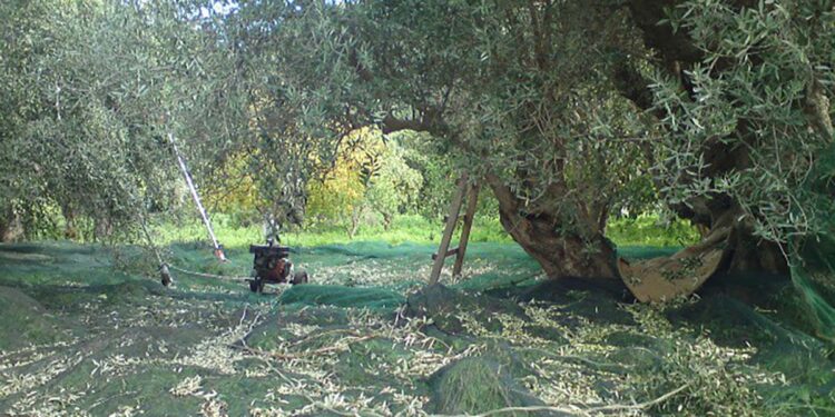 Δώδεκα συλλήψεις στο Νεοχώρι γιατί μάζευαν ξένες ελιές!