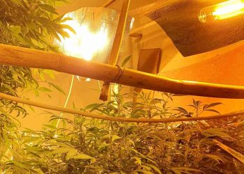 Αγρίνιο: Καλλιεργούσε δενδρύλλια χασίς σπίτι του και συνελήφθη