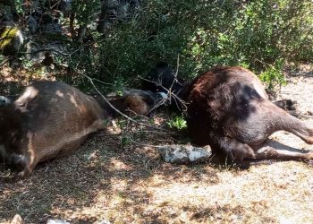 Αυλάκι Βάλτου Αμφιλοχίας: Σε απόγνωση οι κάτοικοι από τις επιθέσεις λύκων σε ζώα (φωτο & video)