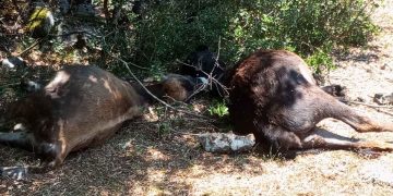 Αυλάκι Βάλτου Αμφιλοχίας: Σε απόγνωση οι κάτοικοι από τις επιθέσεις λύκων σε ζώα (φωτο & video)